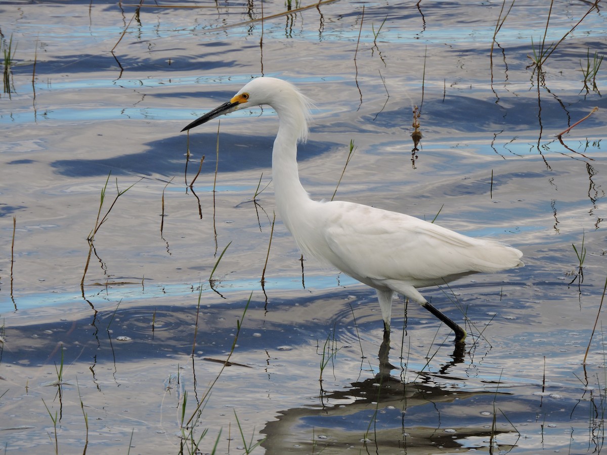 Snowy Egret - ML616384554