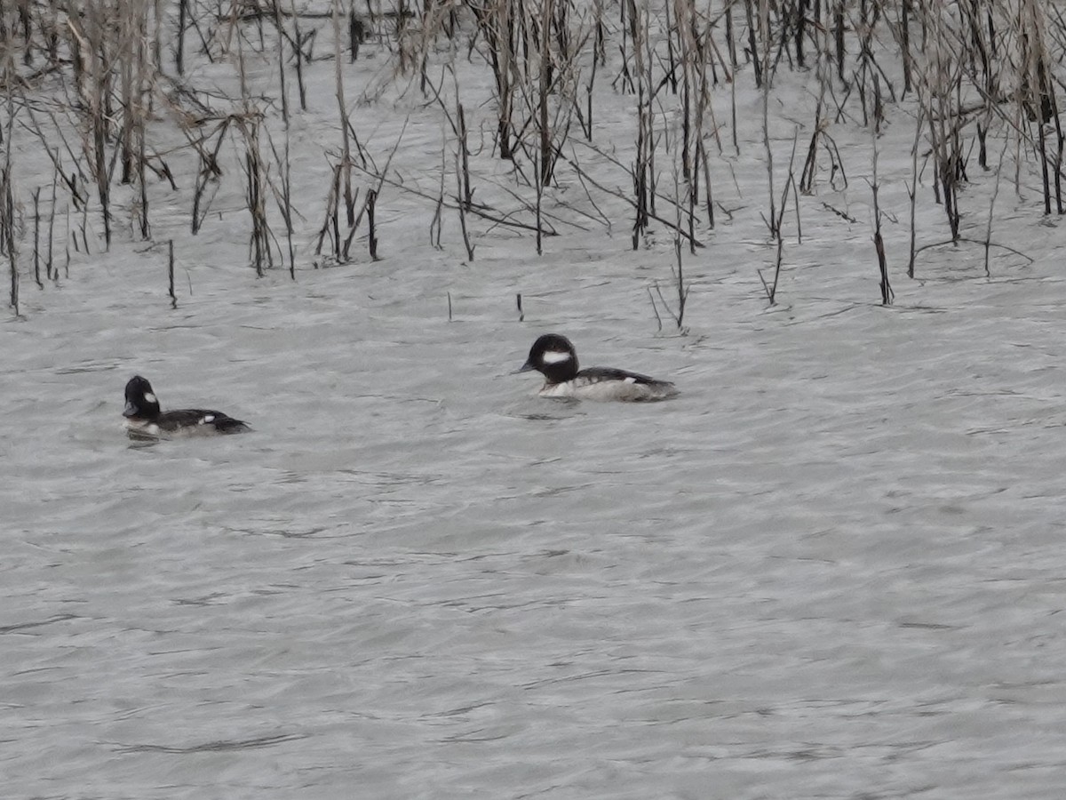 Bufflehead - Lottie Bushmann