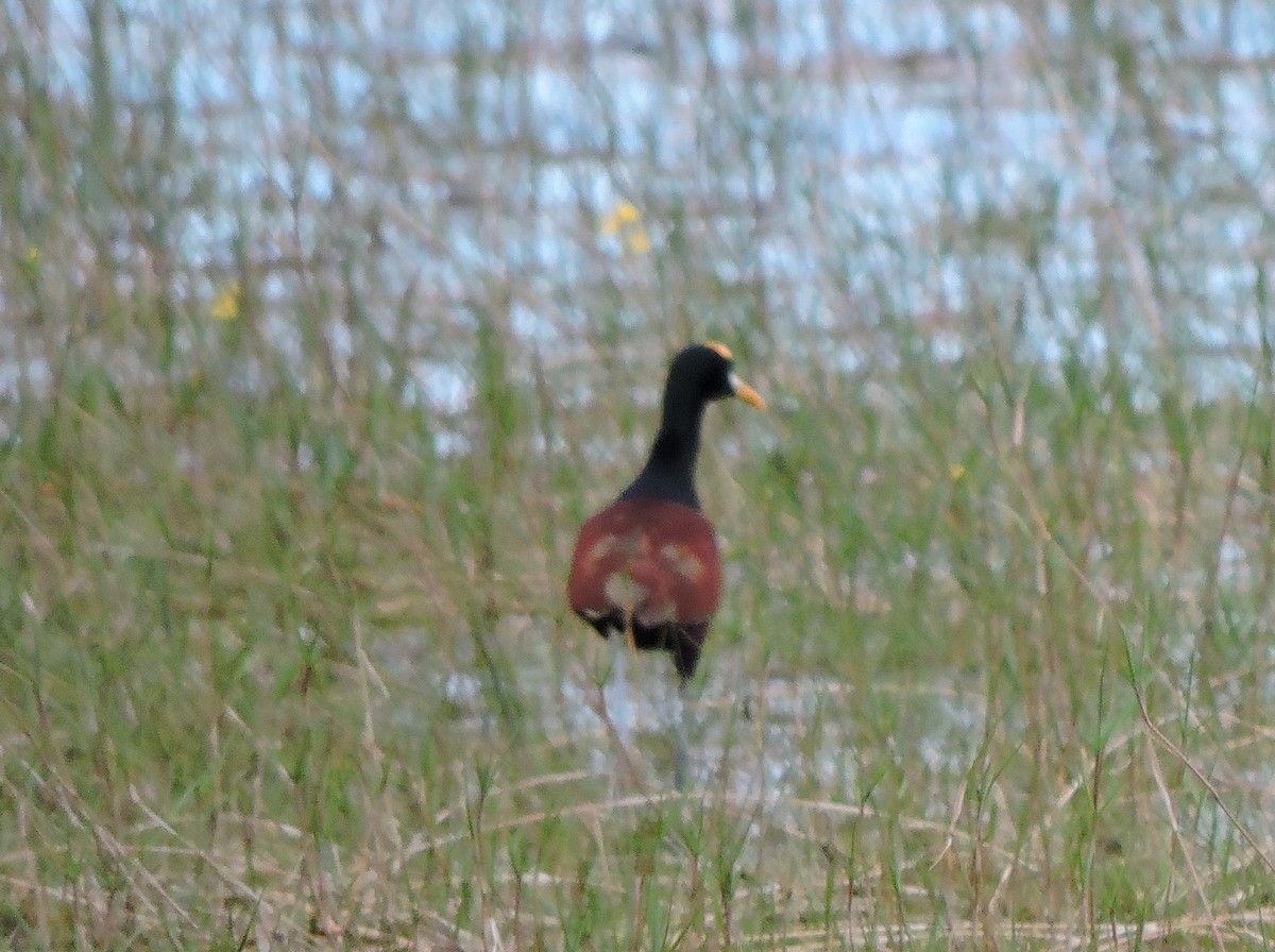 Northern Jacana - ML616384571