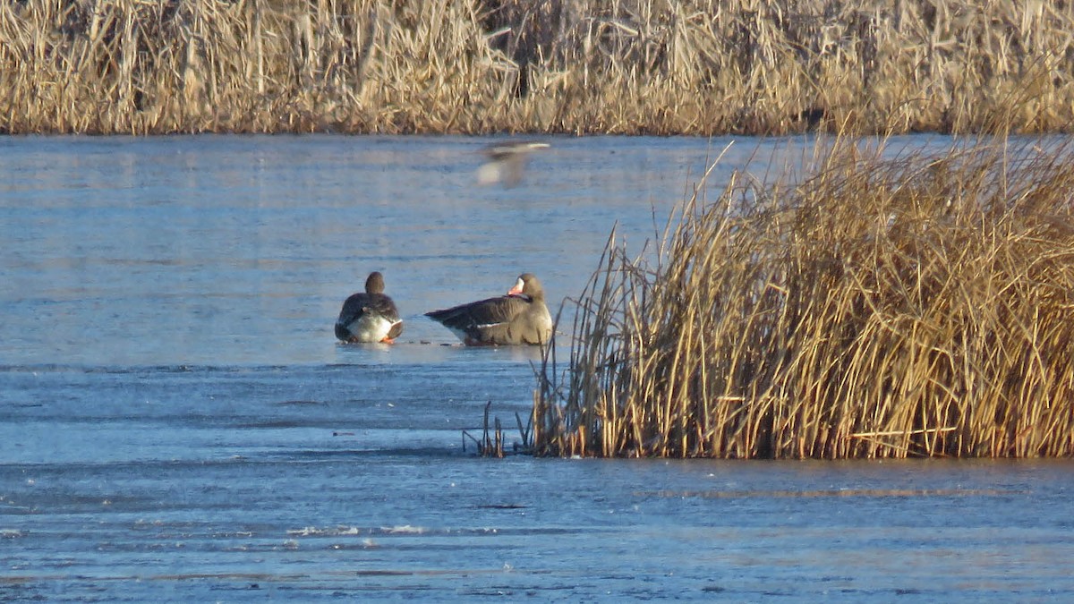 Greater White-fronted Goose - ML616384579