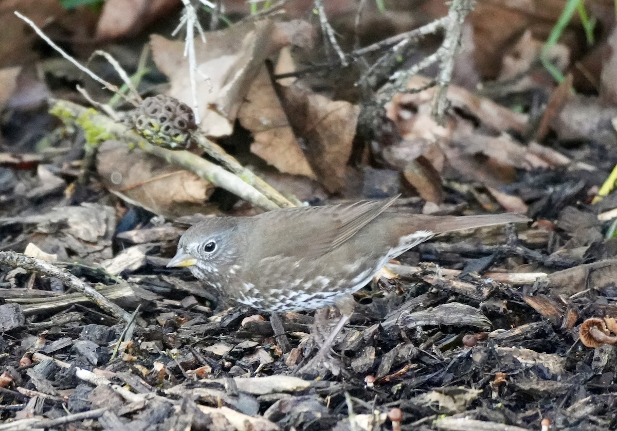 Fox Sparrow - ML616384580