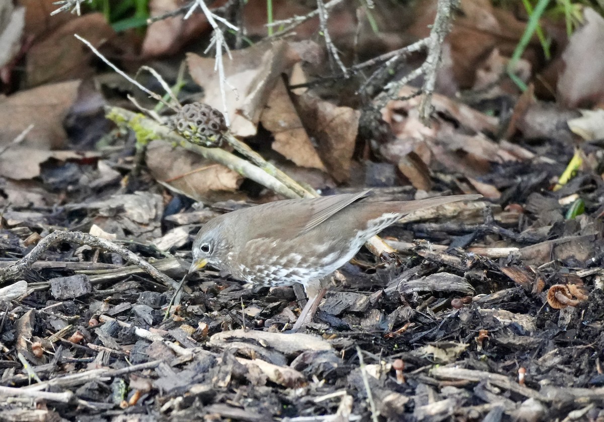 Fox Sparrow - ML616384581