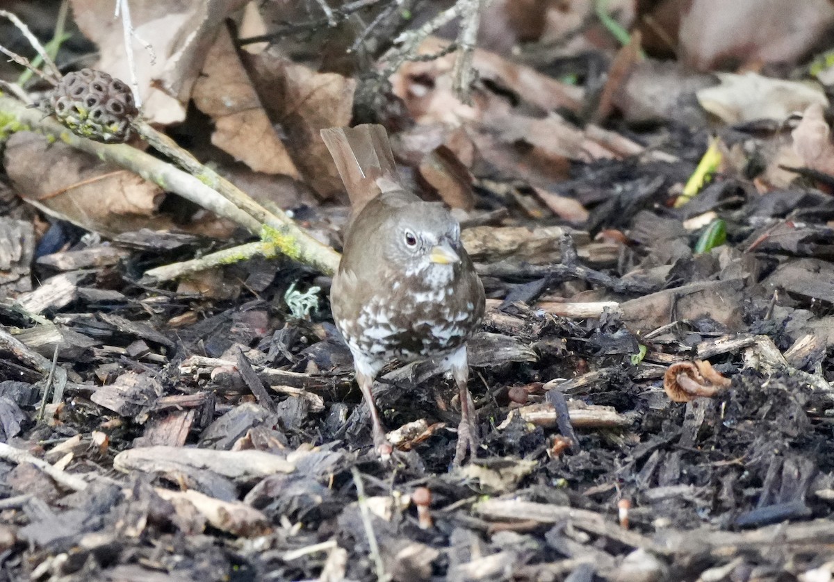 Fox Sparrow - ML616384600