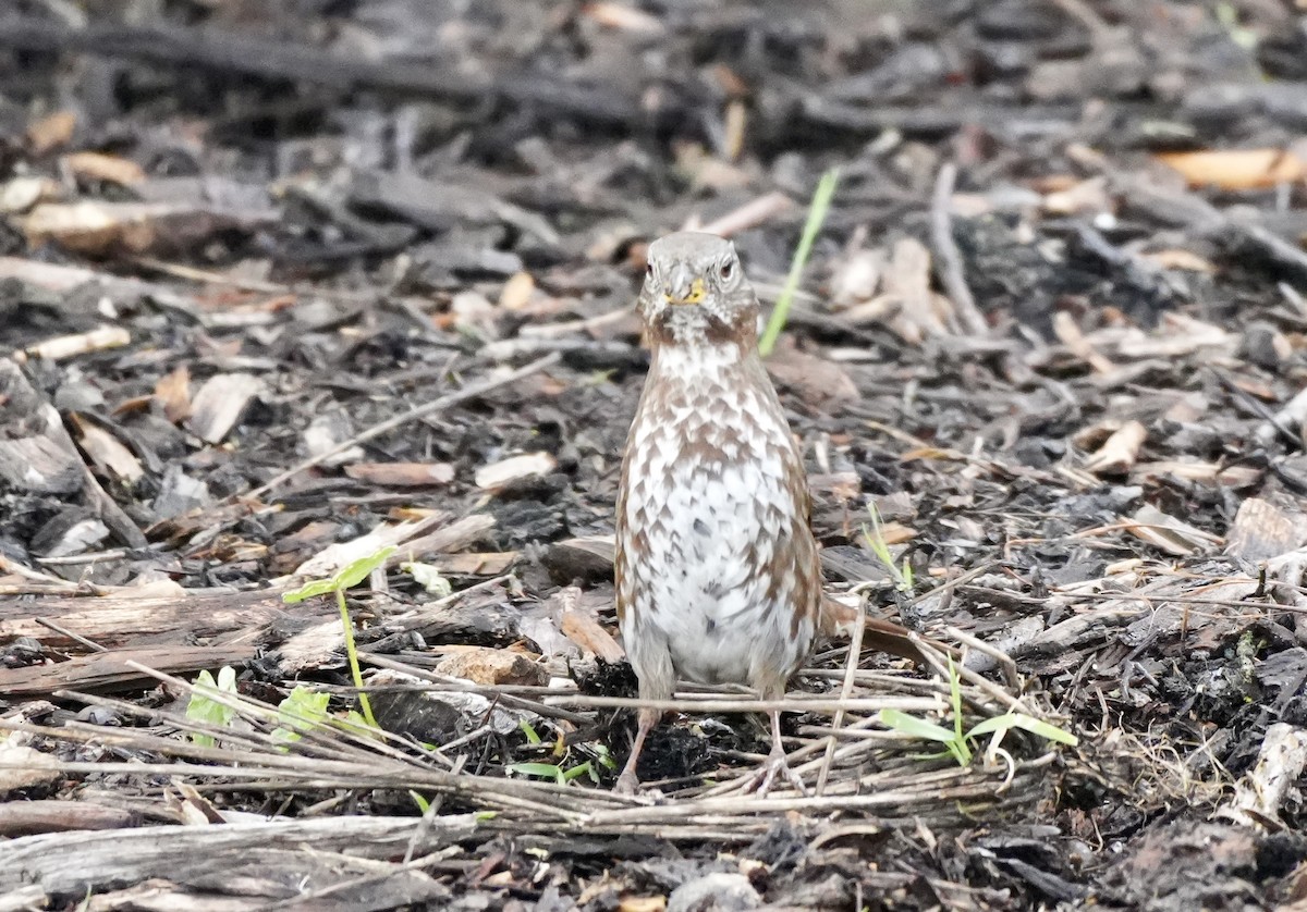 Fox Sparrow - ML616384616