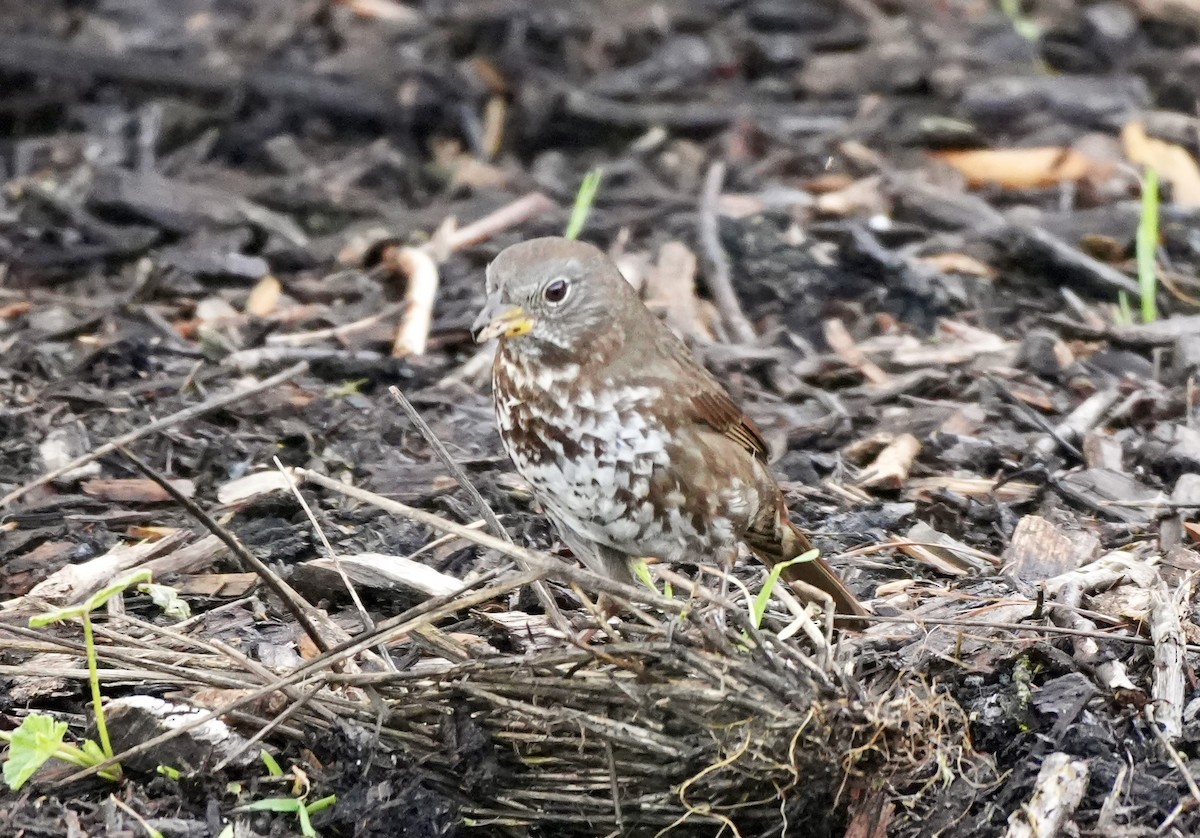 Fox Sparrow - ML616384617