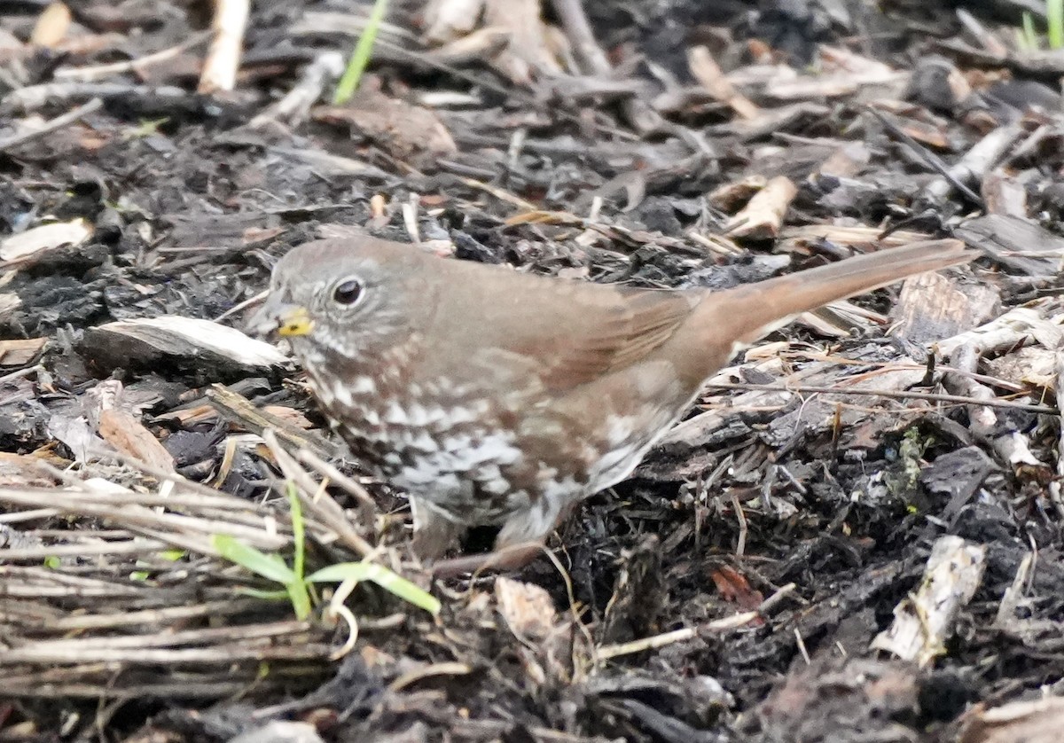 Fox Sparrow - ML616384619