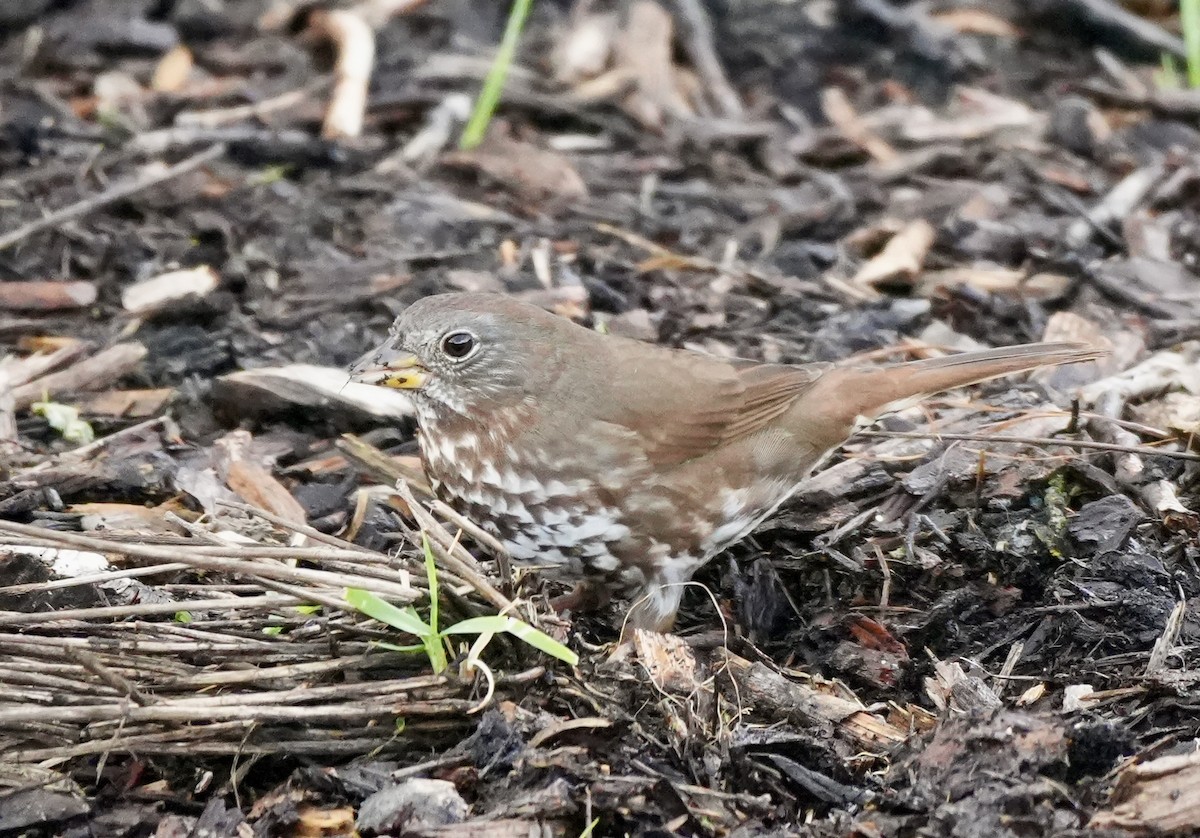 Fox Sparrow - ML616384621