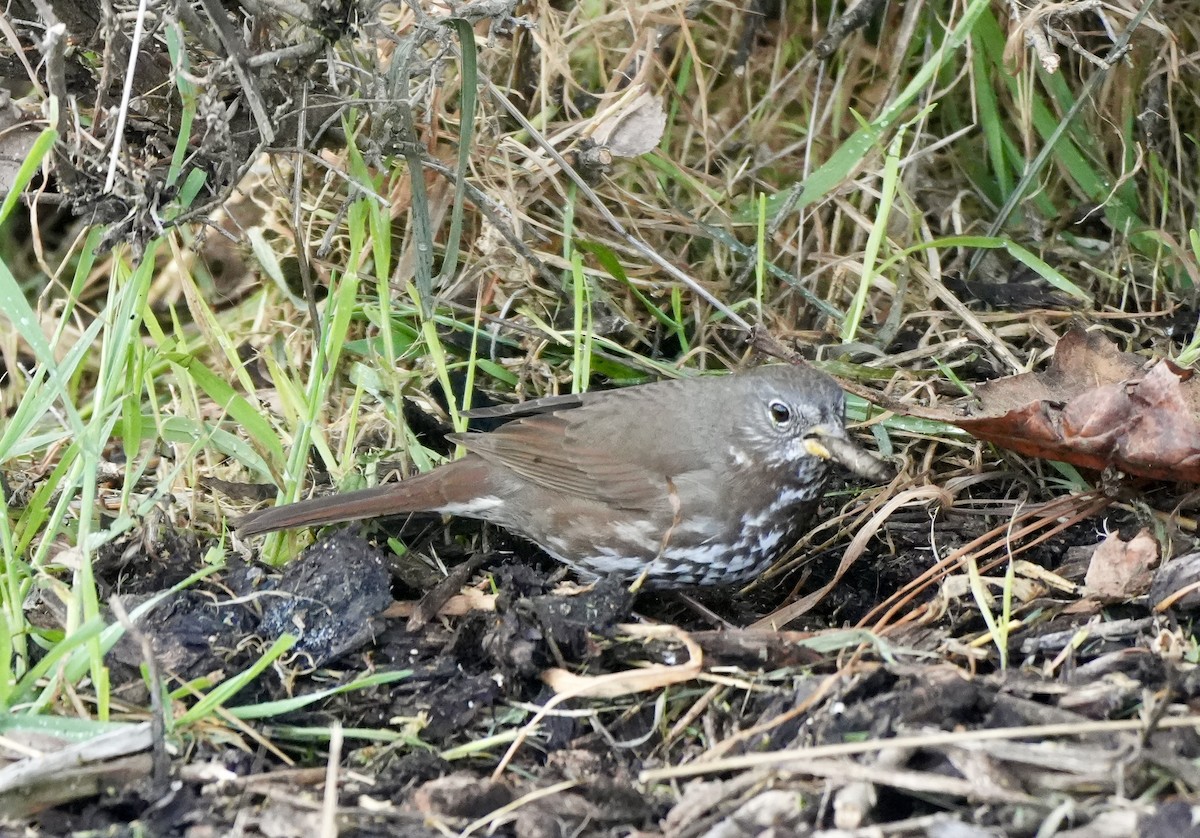 Fox Sparrow - ML616384625