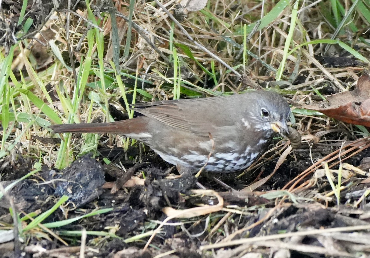 Fox Sparrow - ML616384630