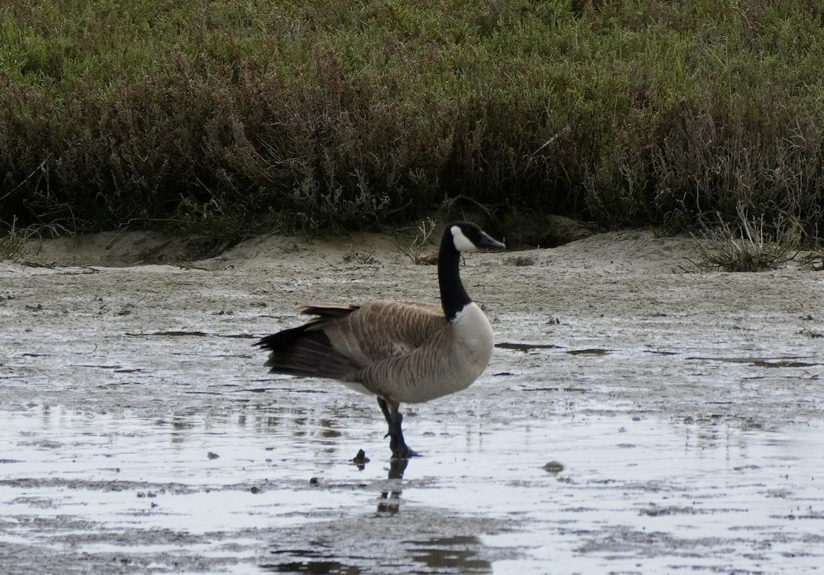 Canada Goose - ML616384639