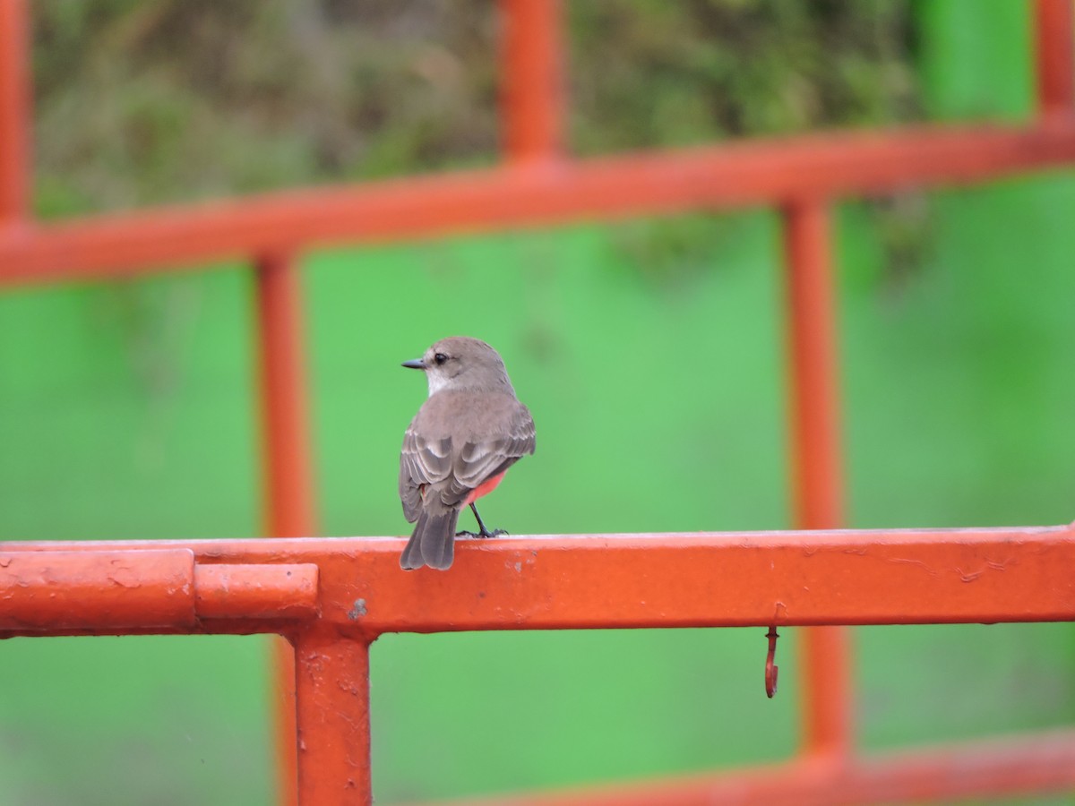 Vermilion Flycatcher - ML616384649