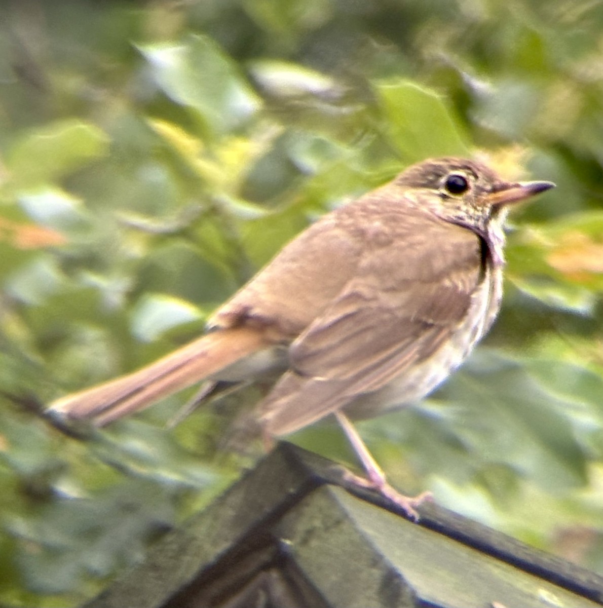 Hermit Thrush - ML616384681