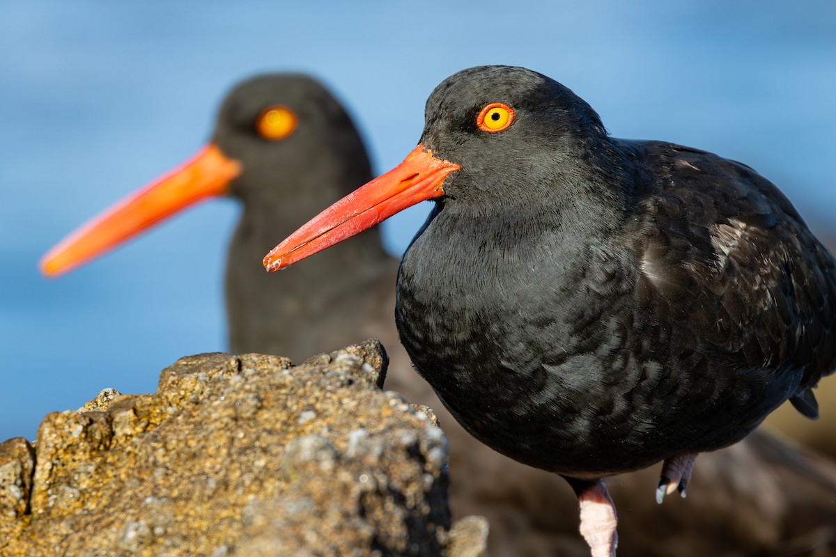 Black Oystercatcher - ML616384713