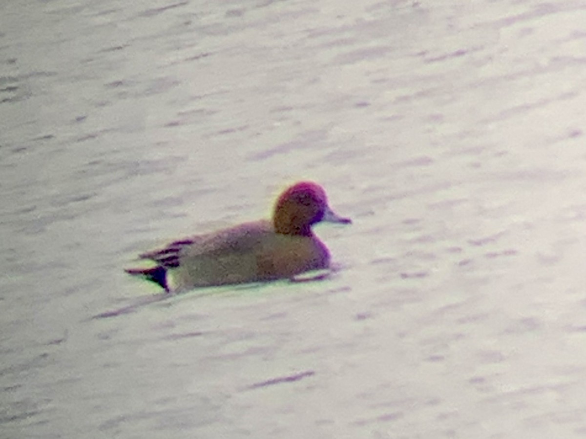 Fischione - ML616384731