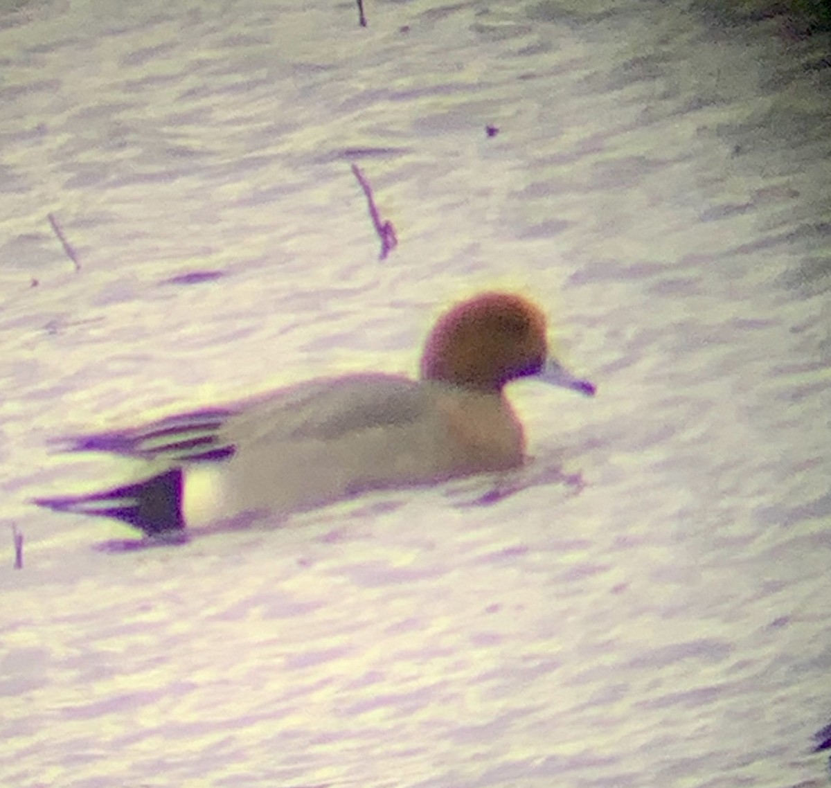 Fischione - ML616384732