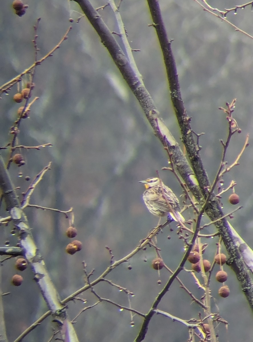 Eastern Meadowlark - ML616384787