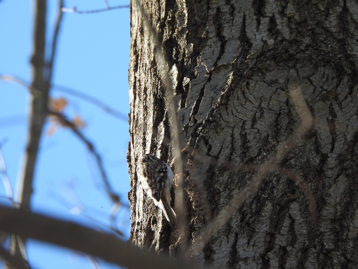 Brown Creeper - Armand Collins