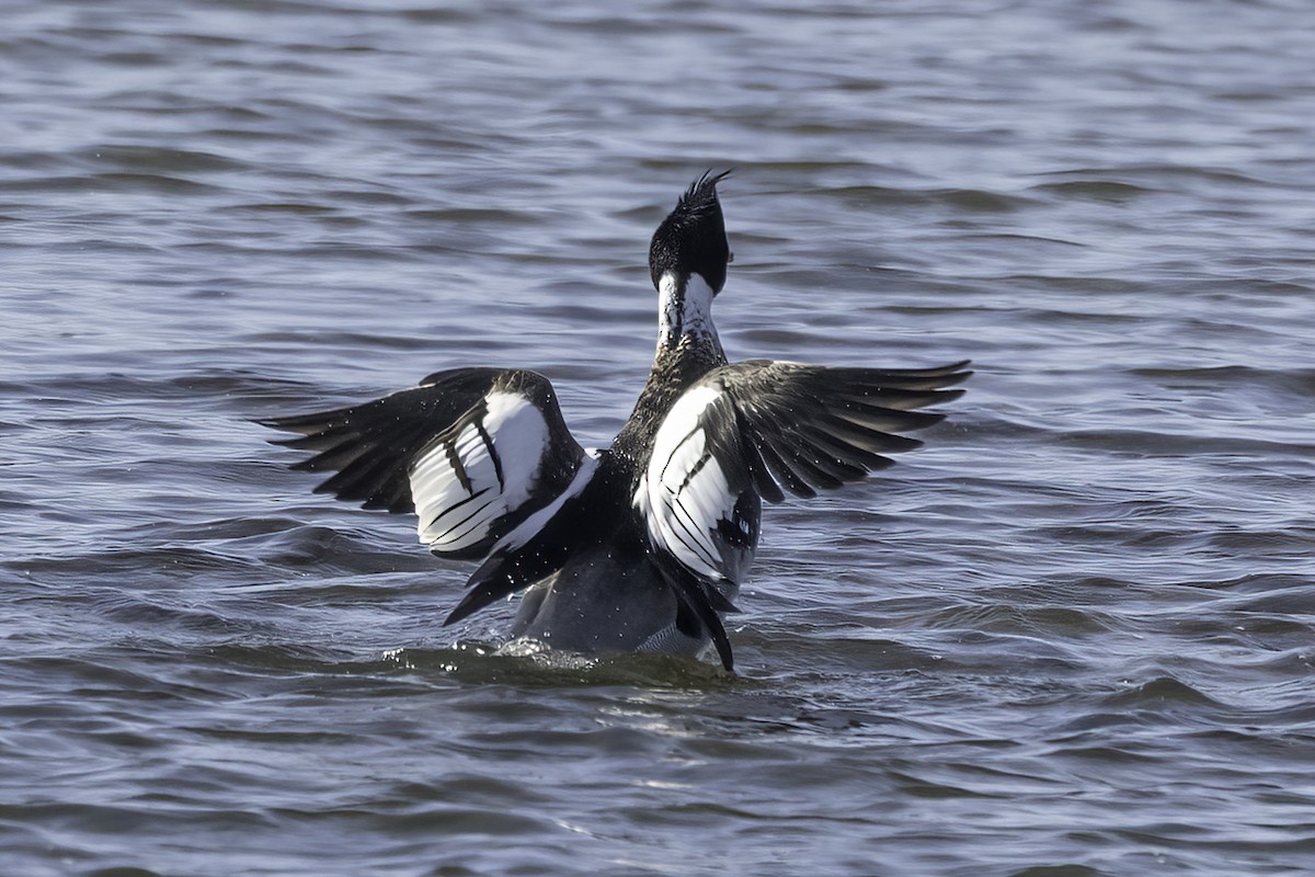 Red-breasted Merganser - ML616384971