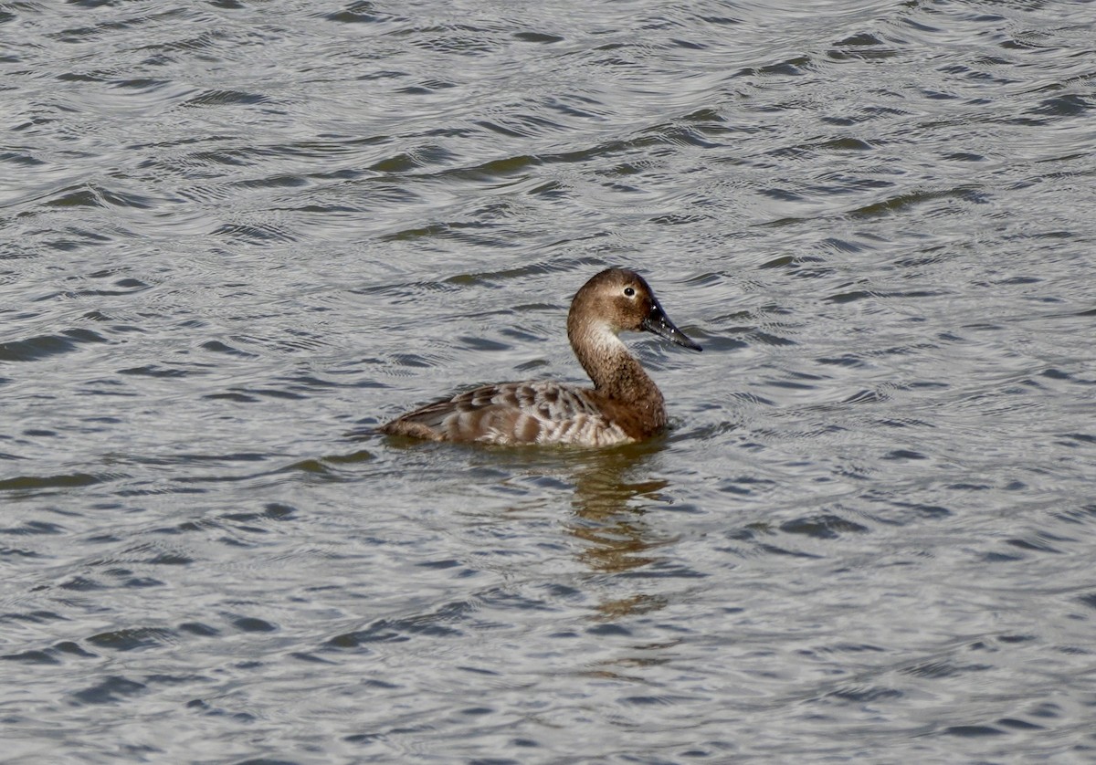 Canvasback - ML616385008