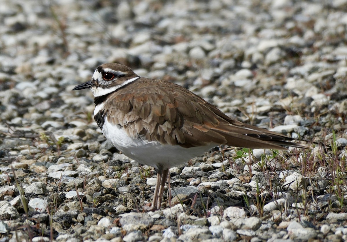 Killdeer - Ryan Ludman