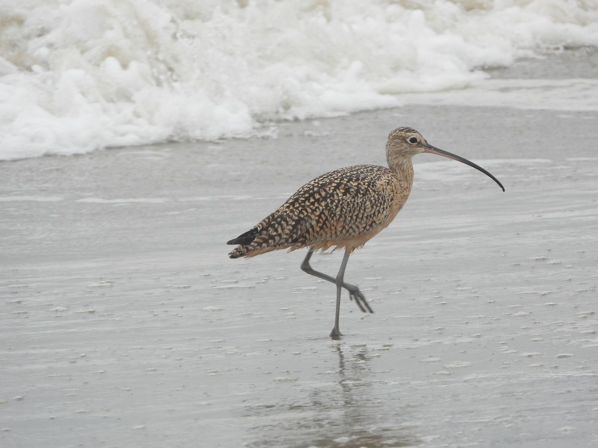 Long-billed Curlew - ML616385068