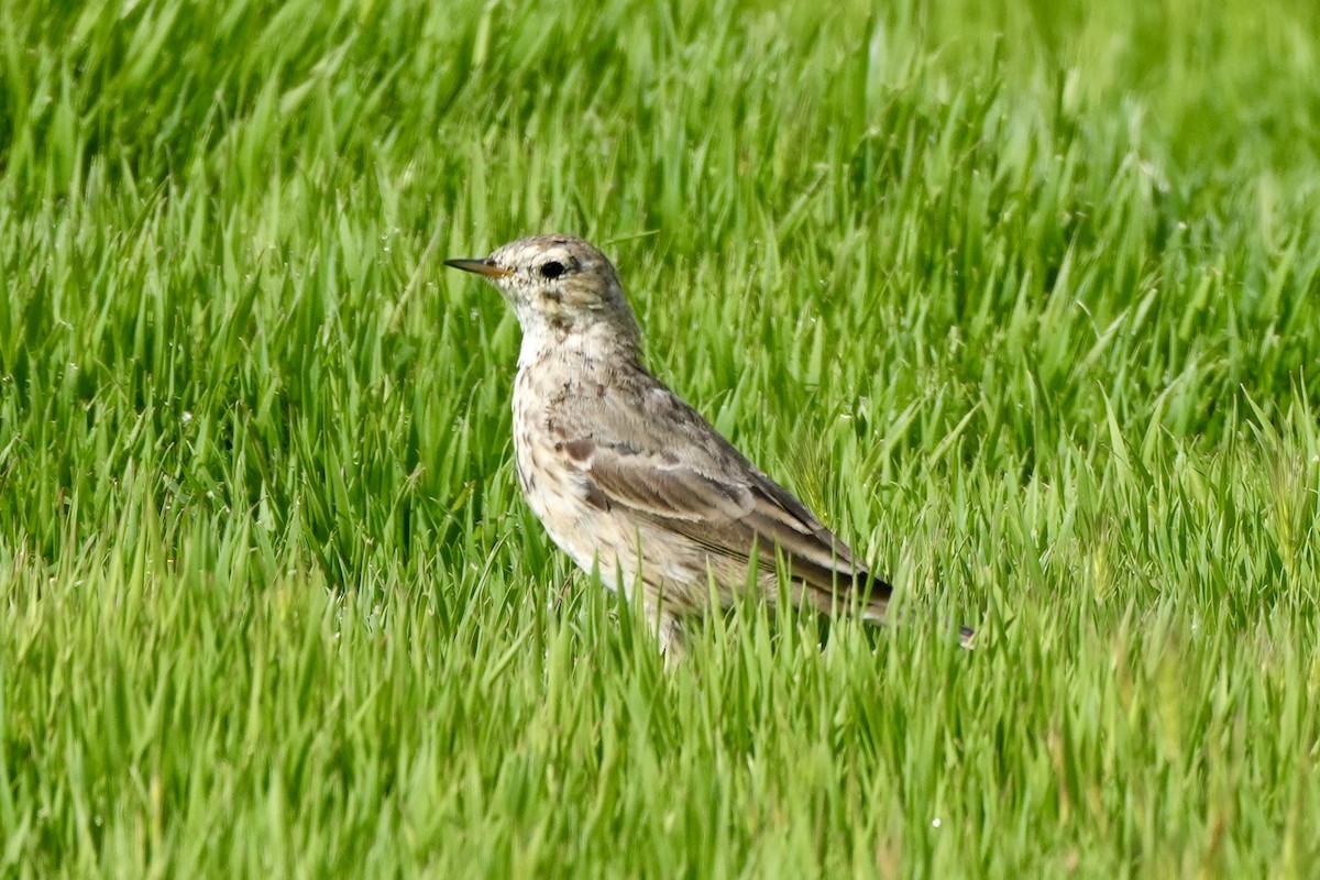 American Pipit - Ryan Ludman