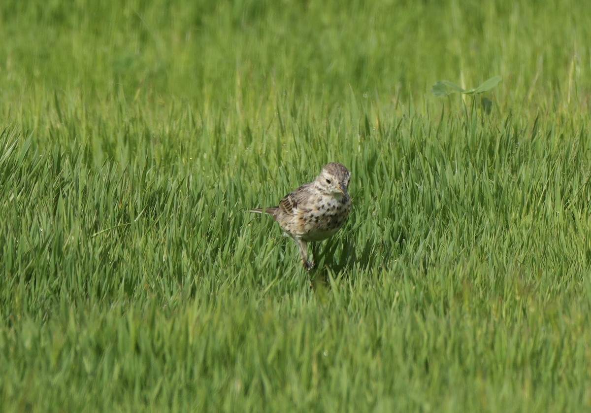 American Pipit - Ryan Ludman