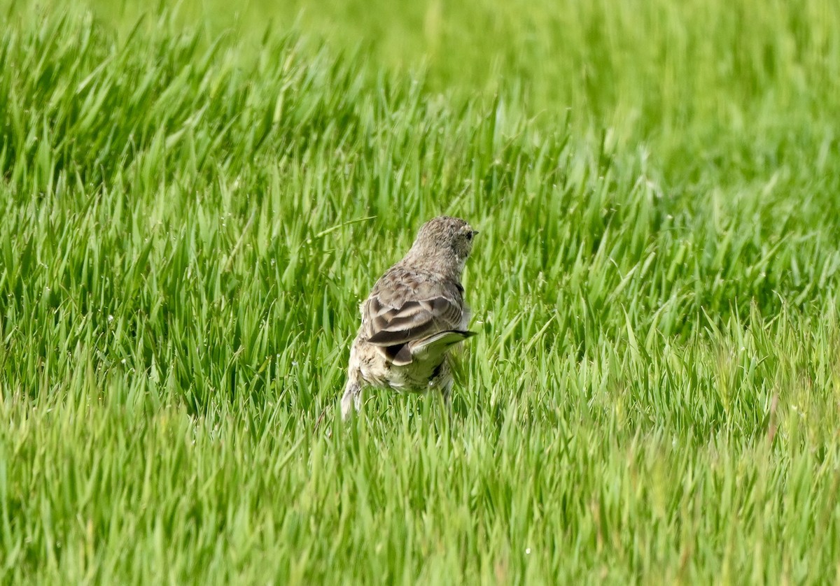 American Pipit - Ryan Ludman