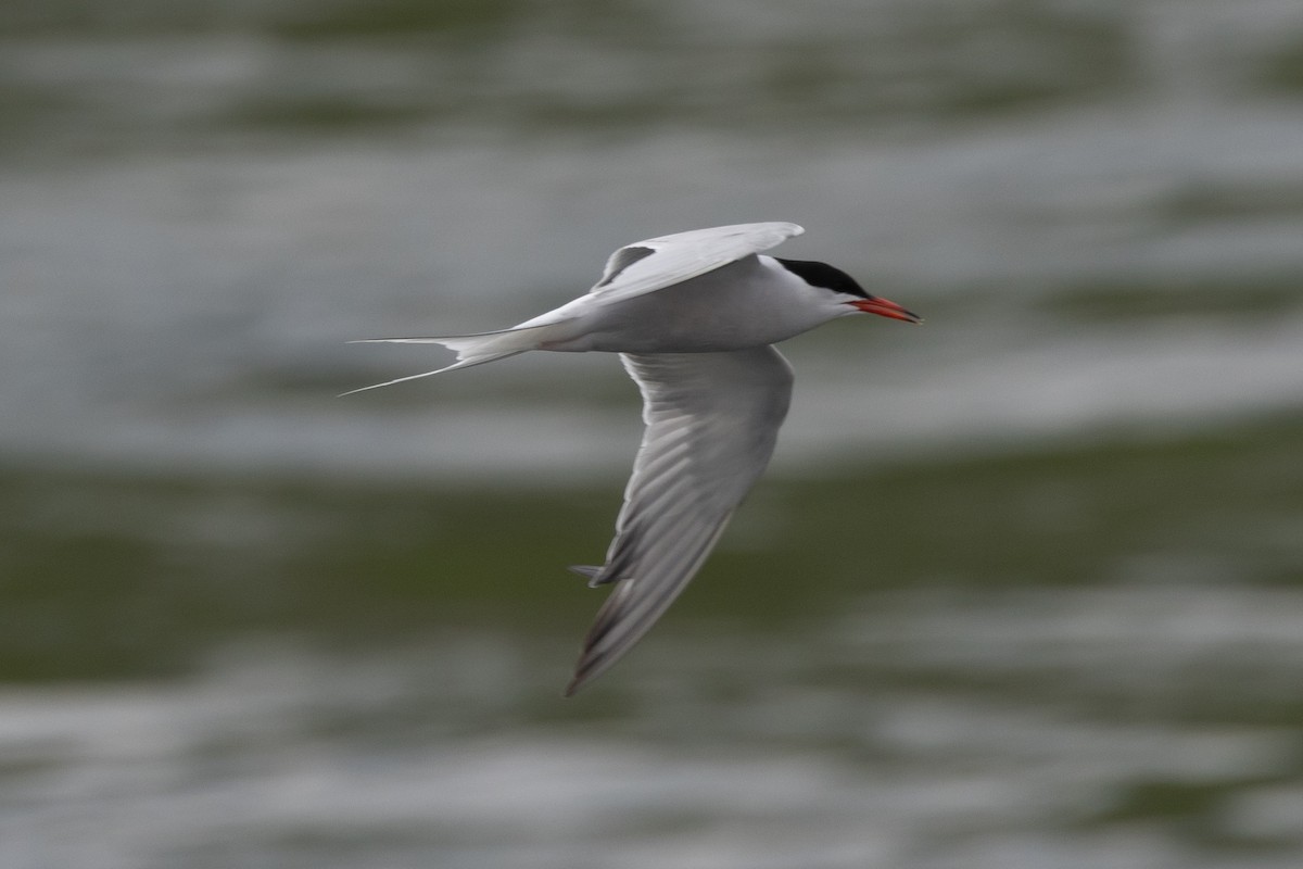 Common Tern - ML616385103