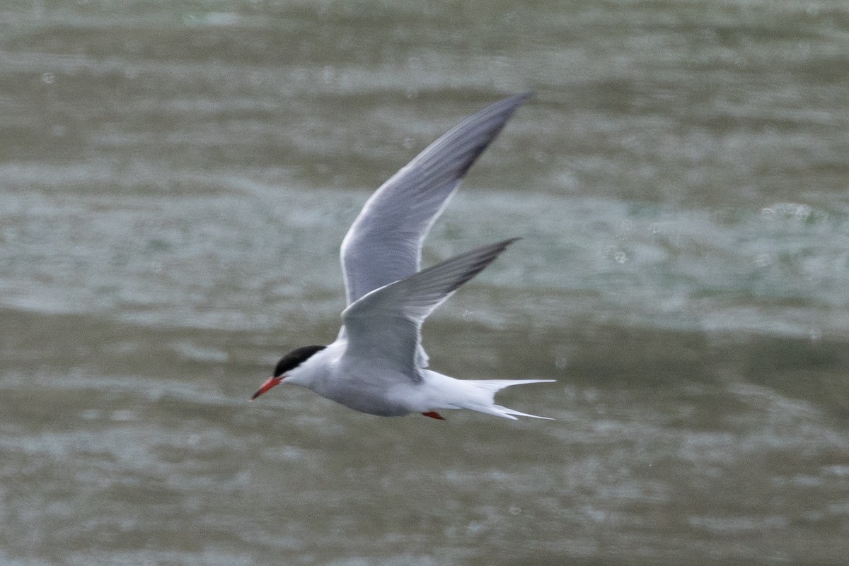 Common Tern - ML616385107