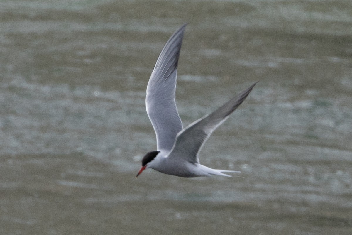 Common Tern - ML616385108