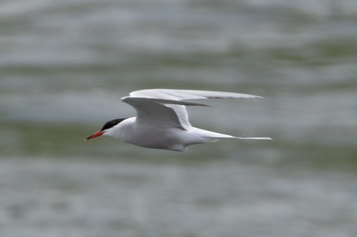 Common Tern - ML616385109