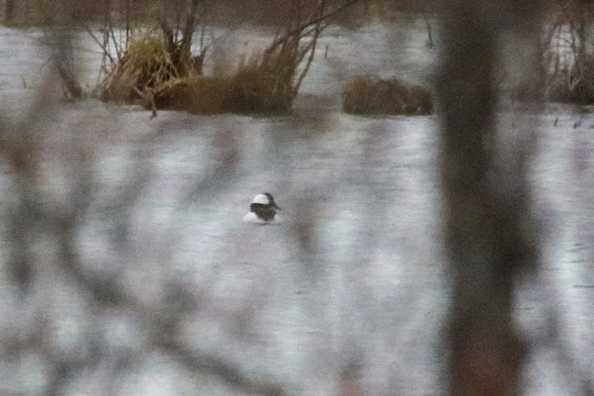 Bufflehead - ML616385111