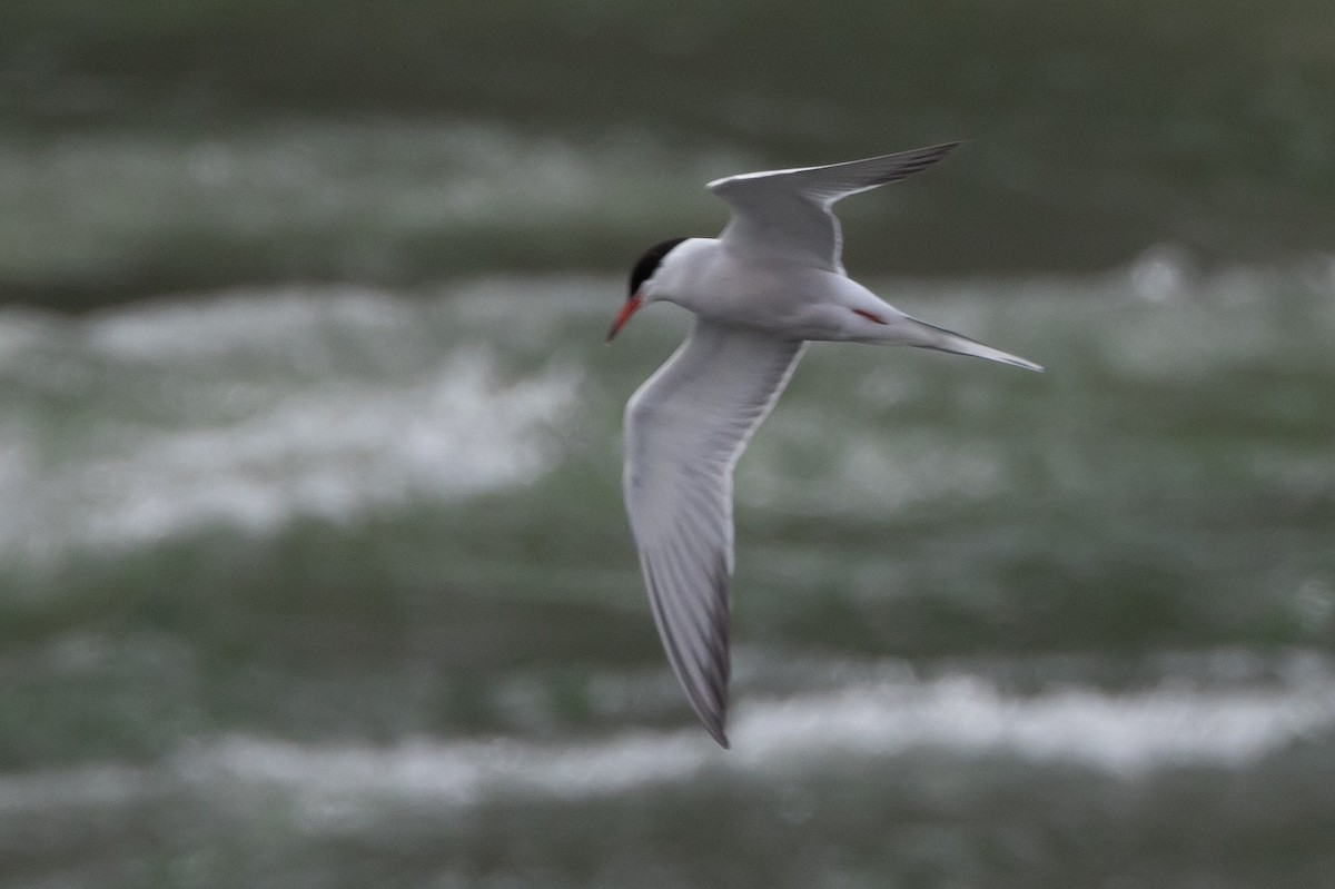 Common Tern - Robert Raffel