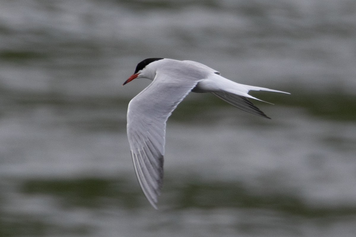 Common Tern - Robert Raffel