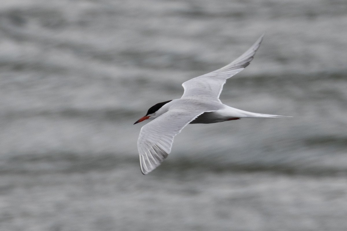 Common Tern - ML616385117