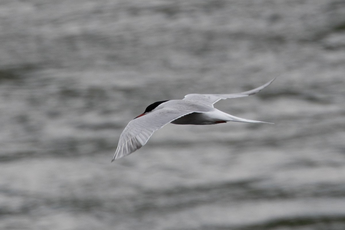 Common Tern - ML616385118