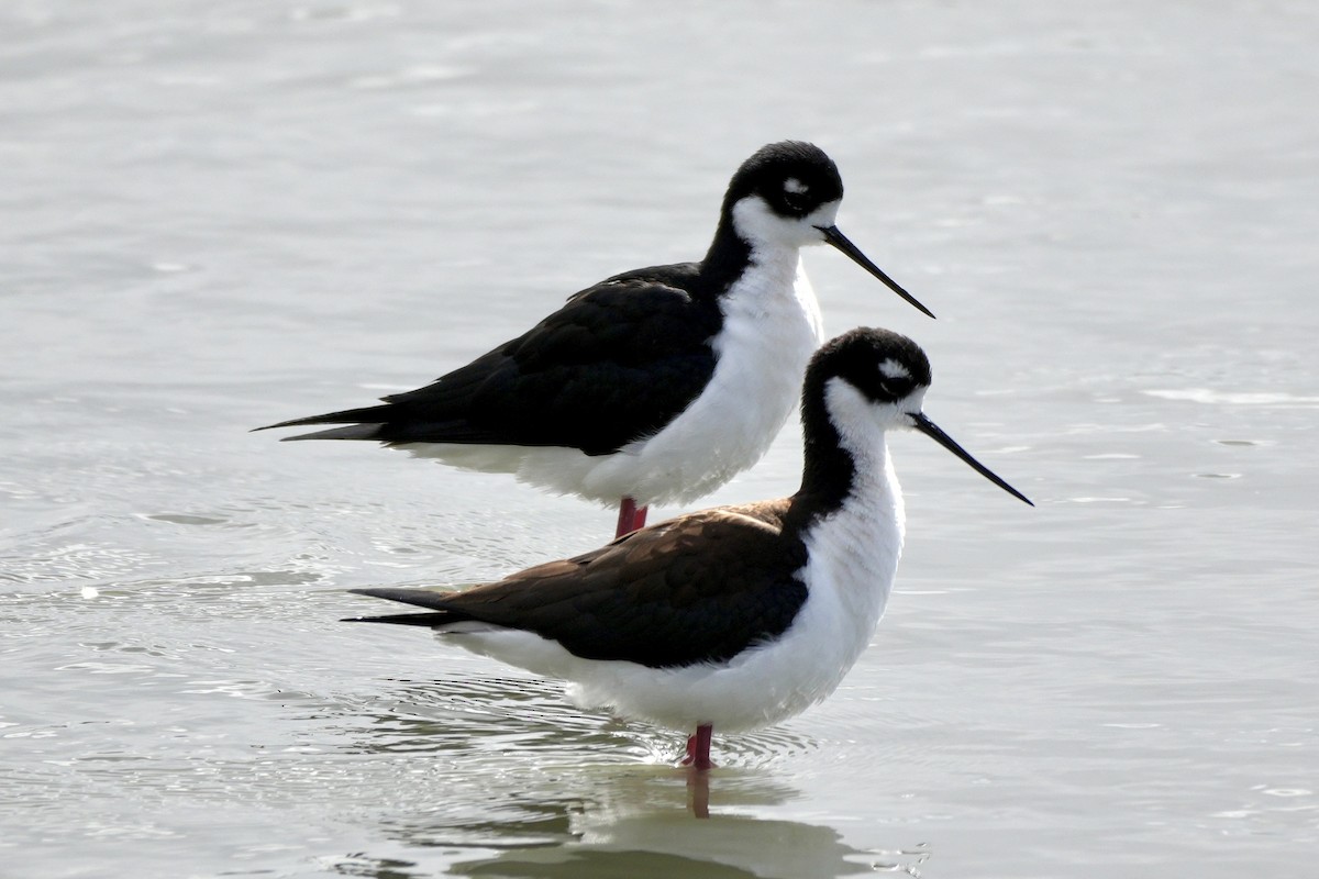 Black-necked Stilt - ML616385155