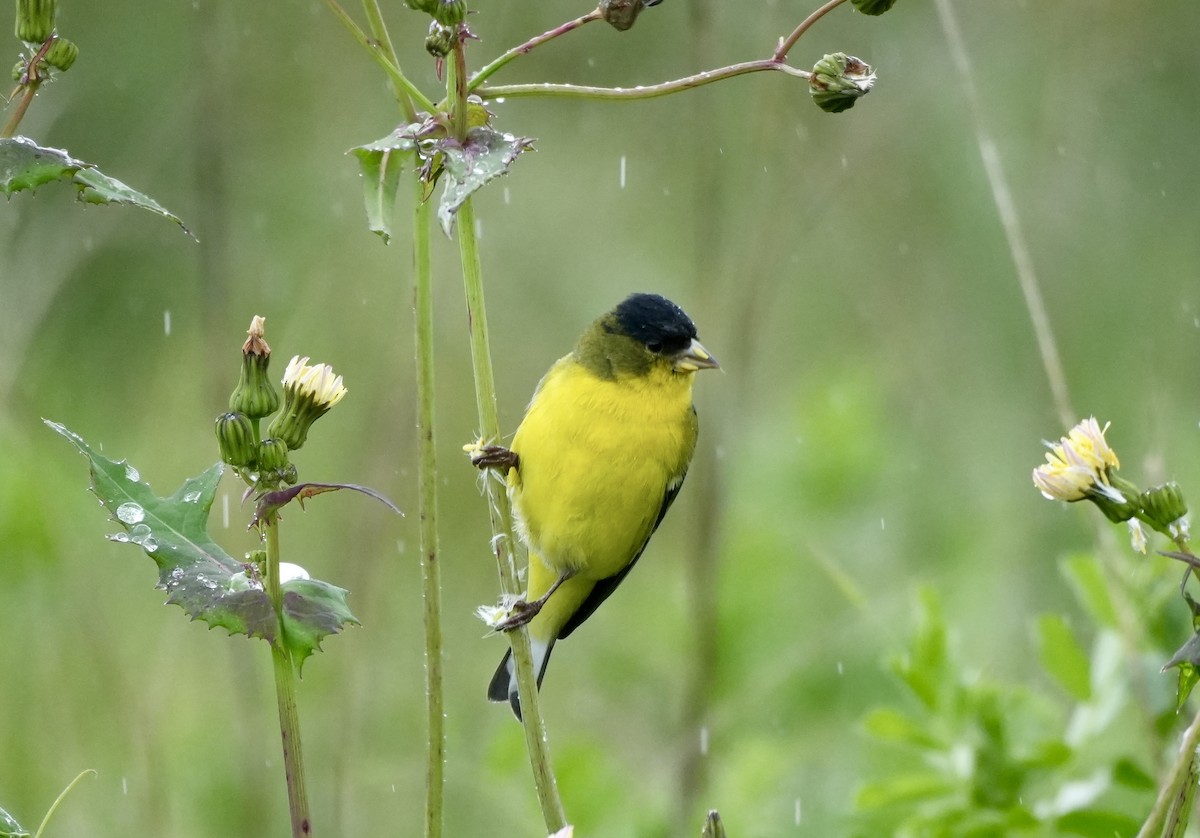 Lesser Goldfinch - ML616385174