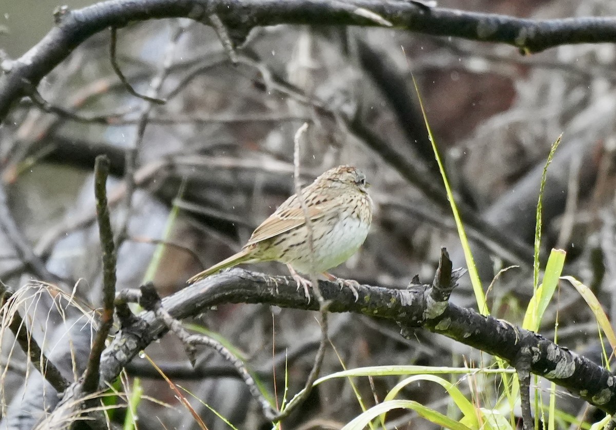 Lincoln's Sparrow - Ryan Ludman