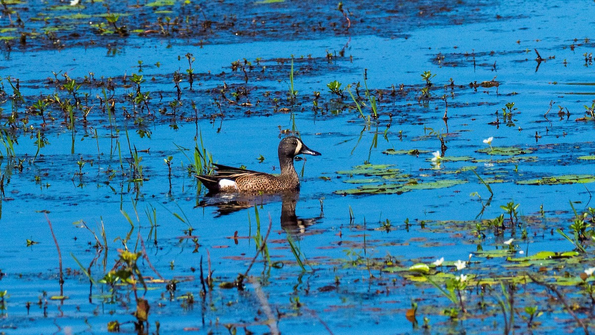 Blue-winged Teal - ML616385206