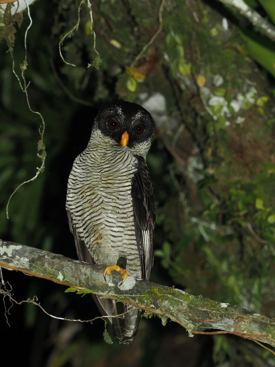 Black-and-white Owl - Terry Master