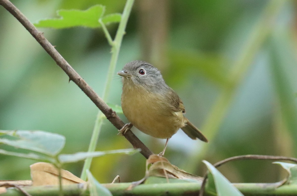 Yunnan Fulvetta - Wayne Paes