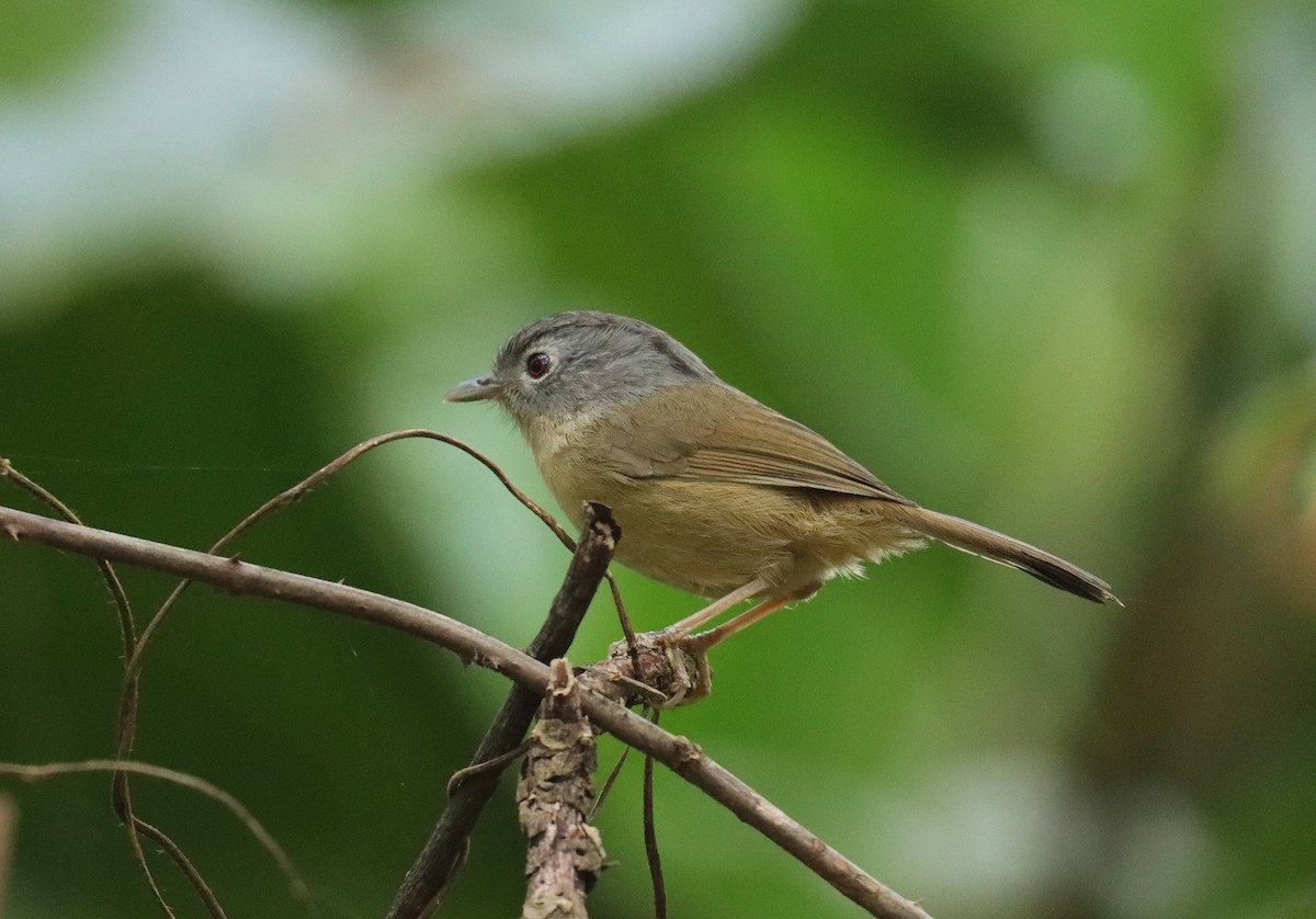 Yunnan Fulvetta - Wayne Paes