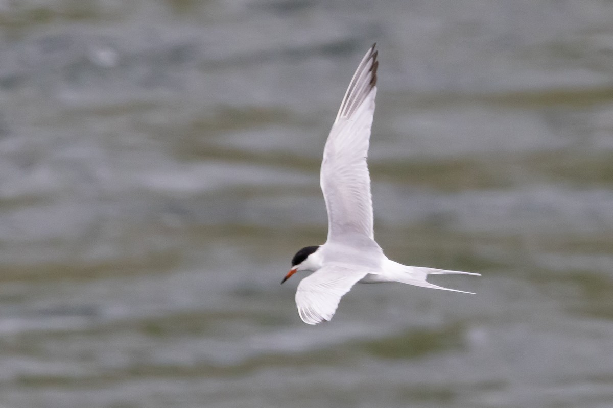 Forster's Tern - ML616385254