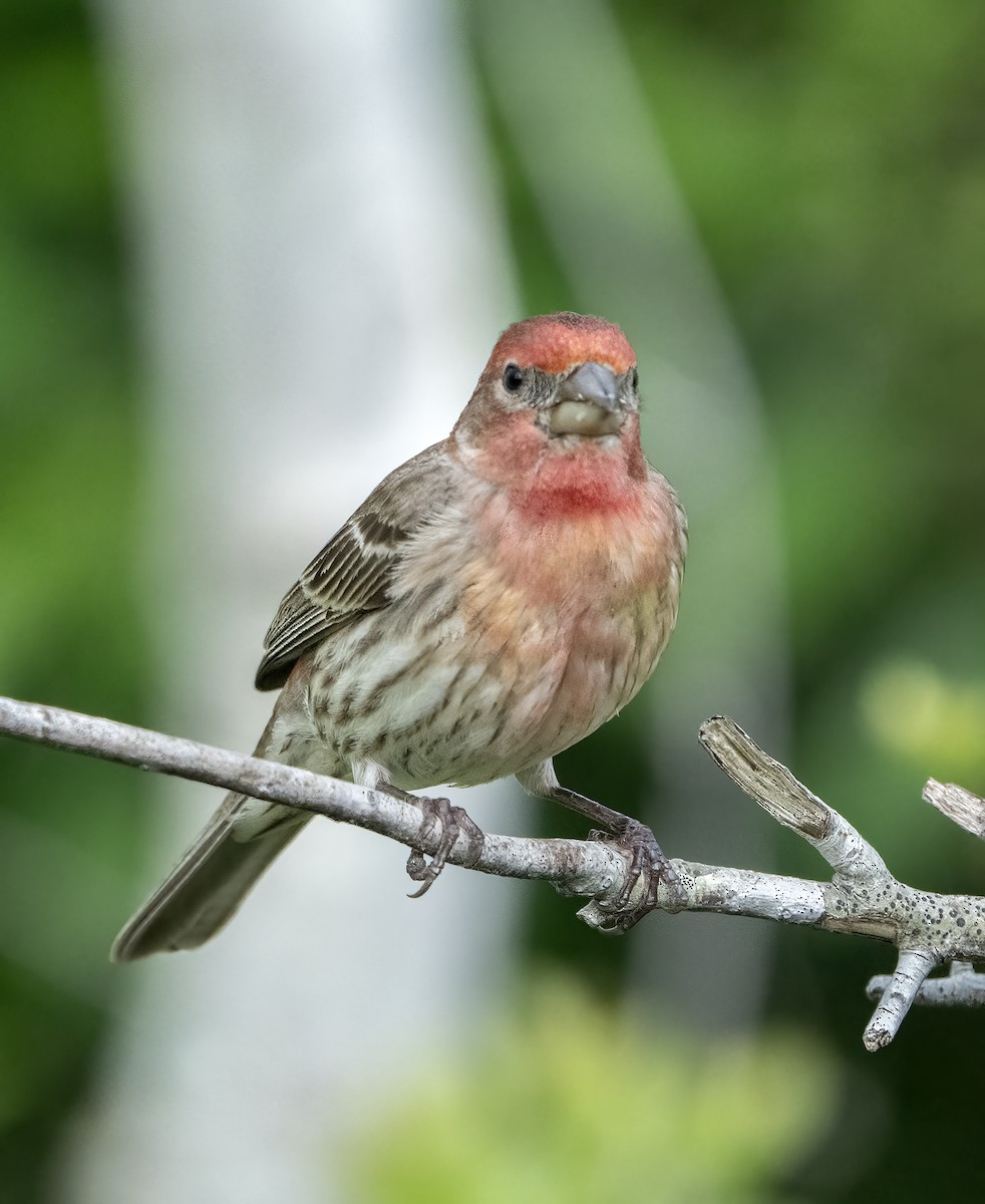 House Finch - ML616385290