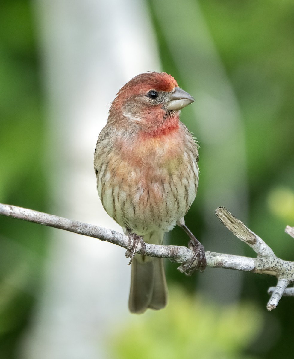 House Finch - ML616385291