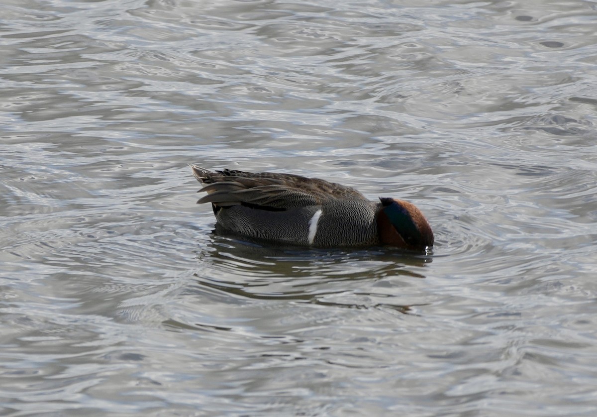 Green-winged Teal - ML616385292