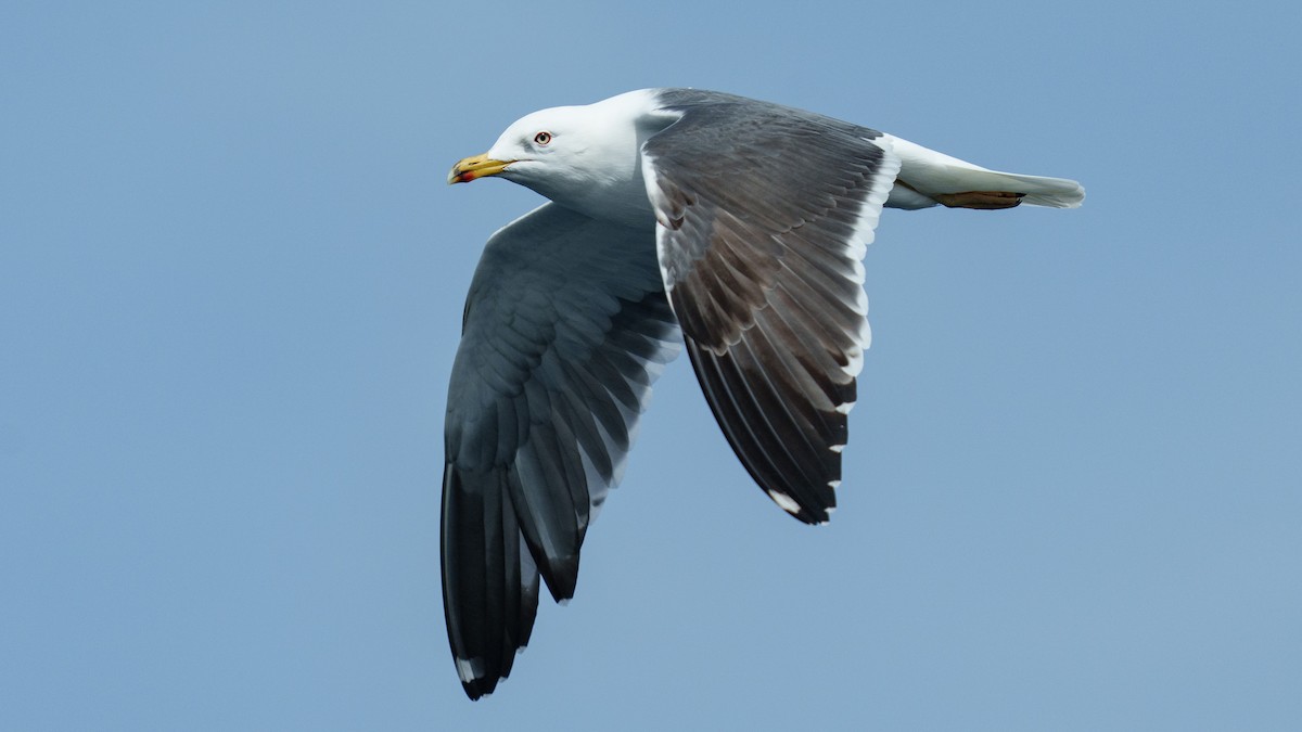 Lesser Black-backed Gull - ML616385305