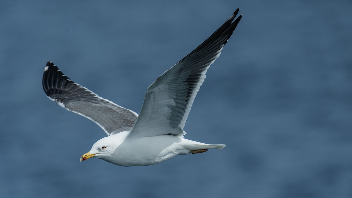 Lesser Black-backed Gull - ML616385352